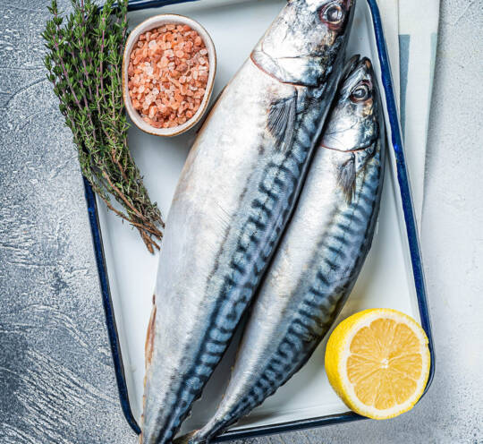 Atlantic Mackerel