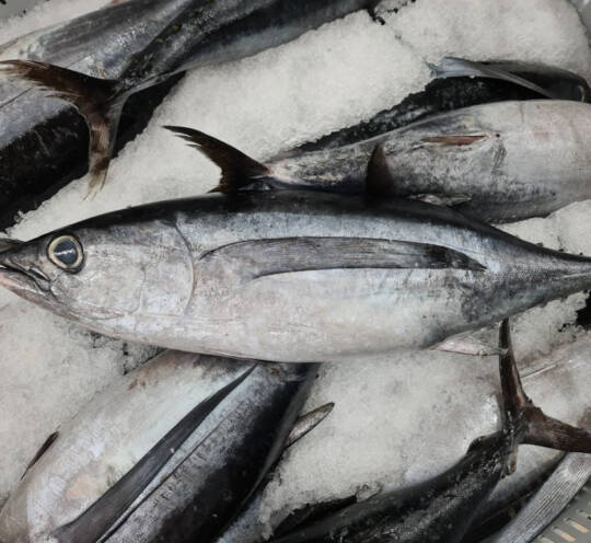 Tuna