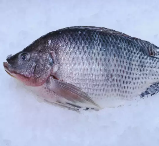 Frozen Tilapia Fish