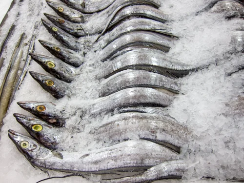 Ribbonfish