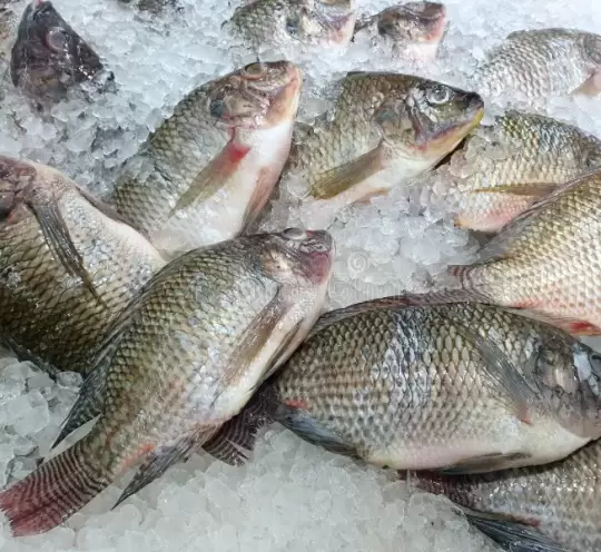 Tilapia